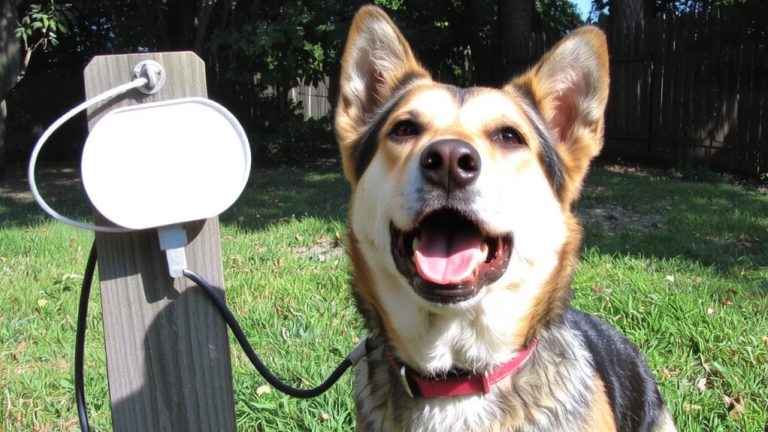 silencing barks above threshold